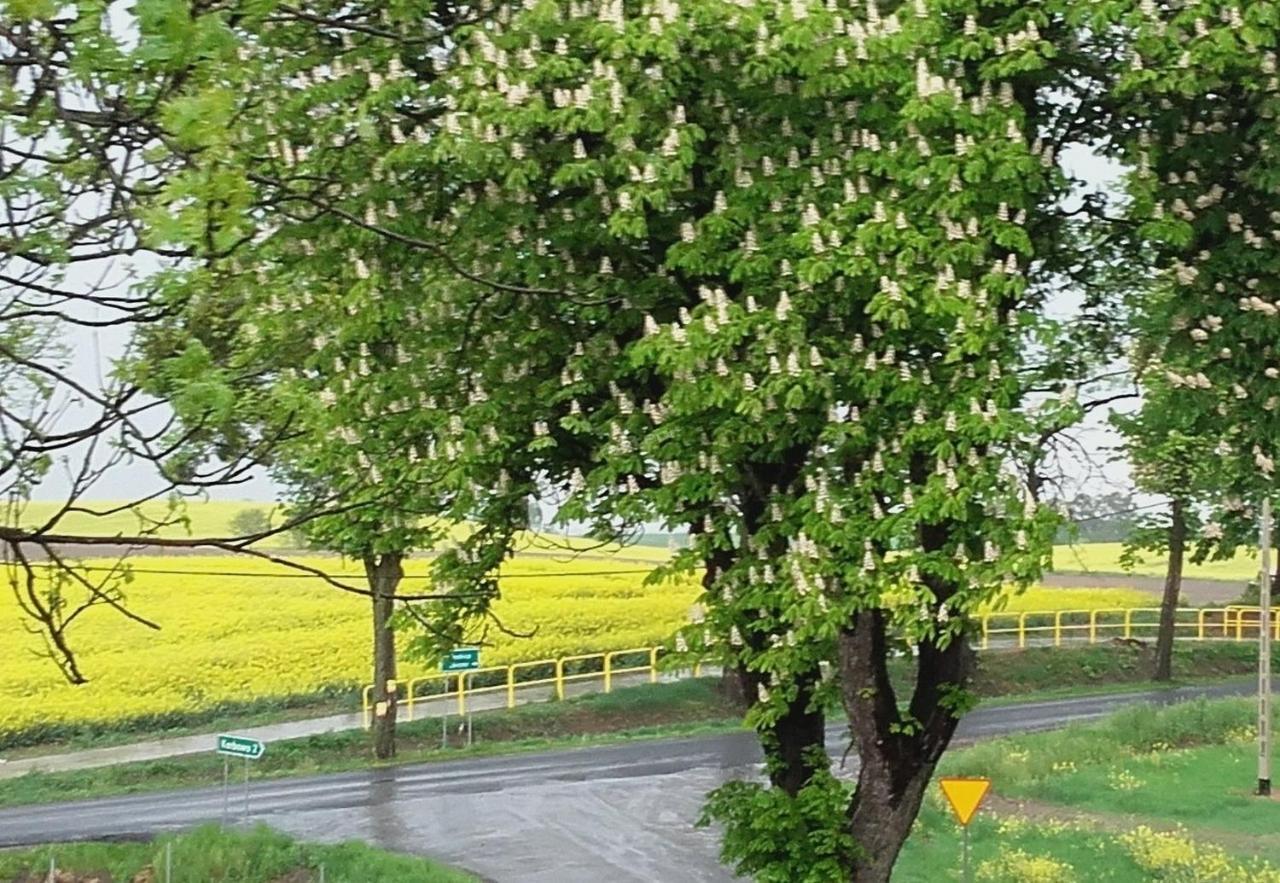 Noclegi Zdzislaw Sieradzki Zbiczno エクステリア 写真